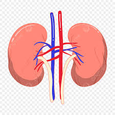IgA Nephropathy