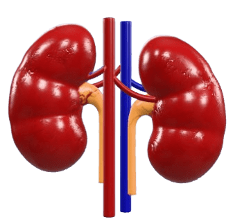 kidney